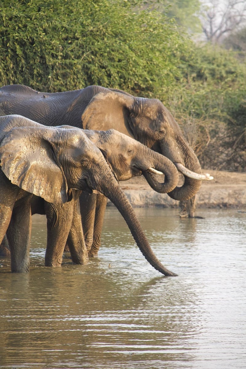 Nature Safaris