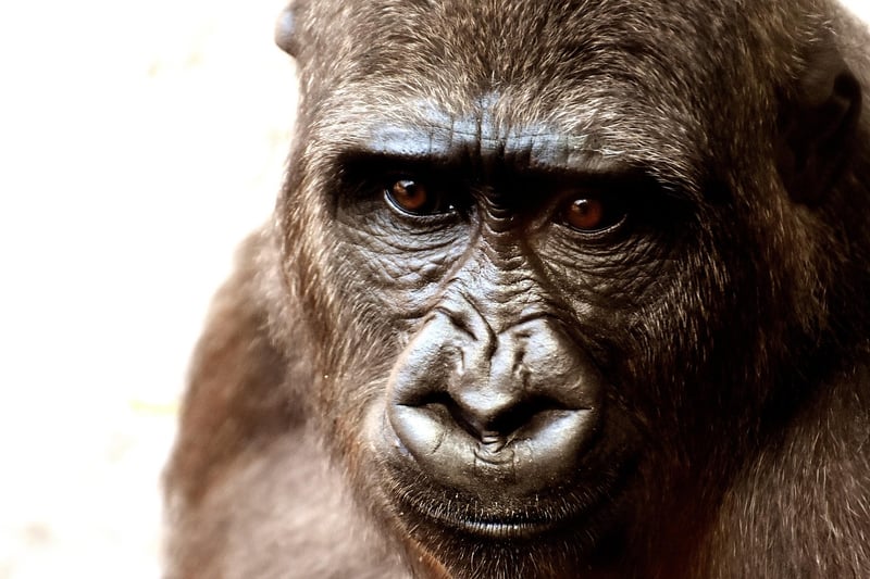 Gorilla in Bwindi Impenetrable Forest