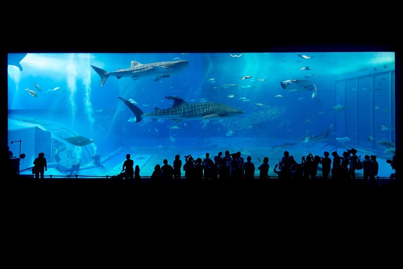 Whale Shark in Ningaloo Reef